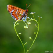 Butterfly-Heart-Leaf-180x180